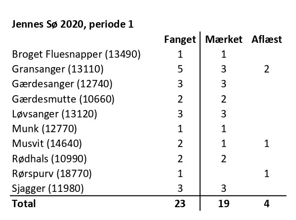 CES Jennes s per 1 2020