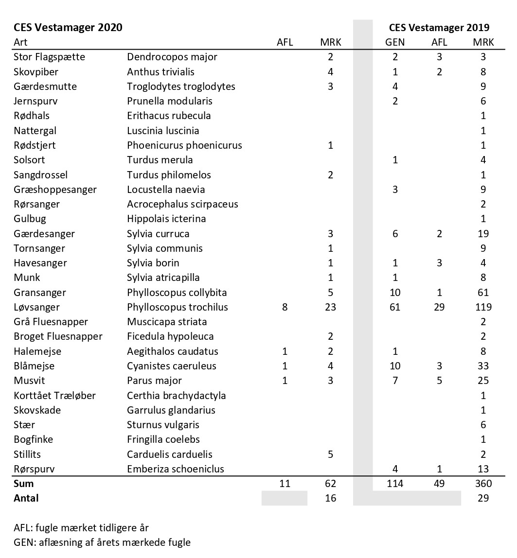 CES Vestamager per 1 2020